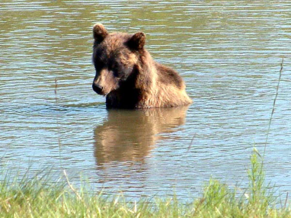 Animal Sanctuary - Bear