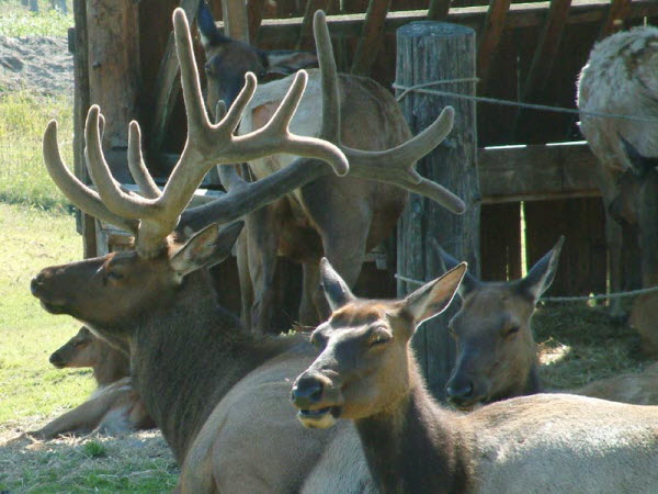 Animal Sanctuary - Deer