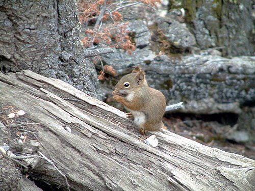 Woodland Critter