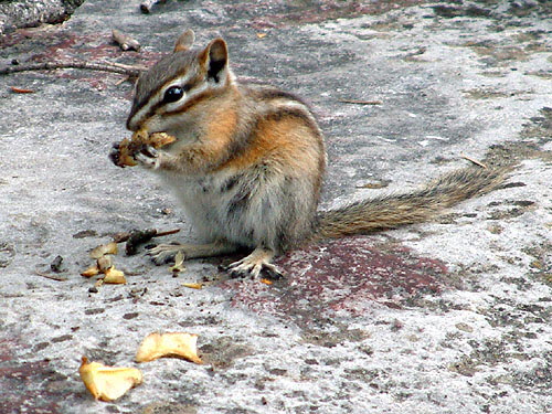 Woodland Critter