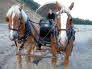 Denali National Park - Covered Wagon Ride