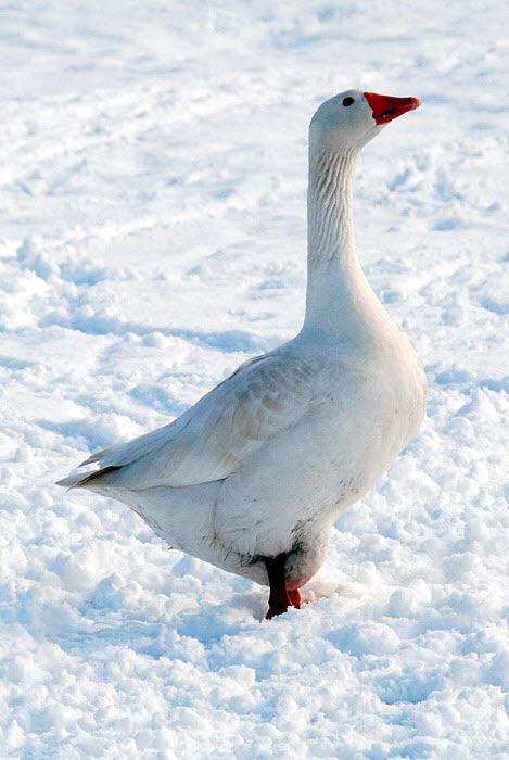 Goose