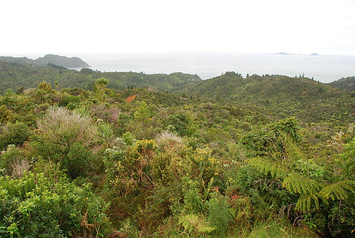 Coromandel