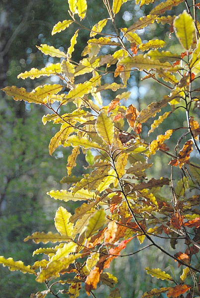 Autumn Leaves