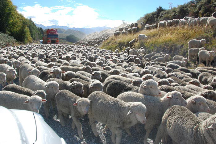 Sheep Invasion