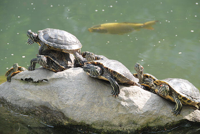 Terrapins