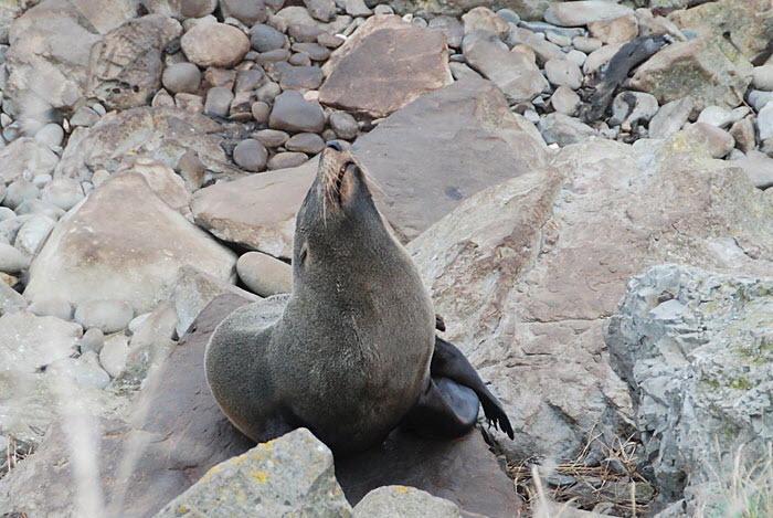 Ohau Seal
