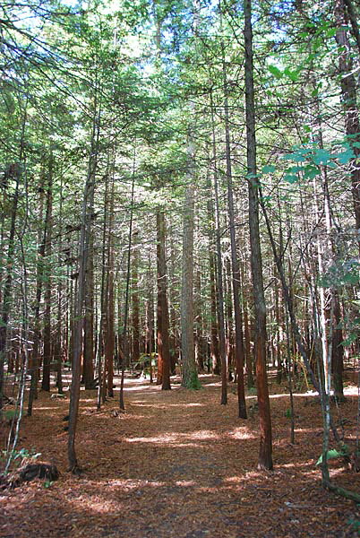 Redwoods