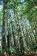 Redwoods