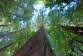 Redwoods