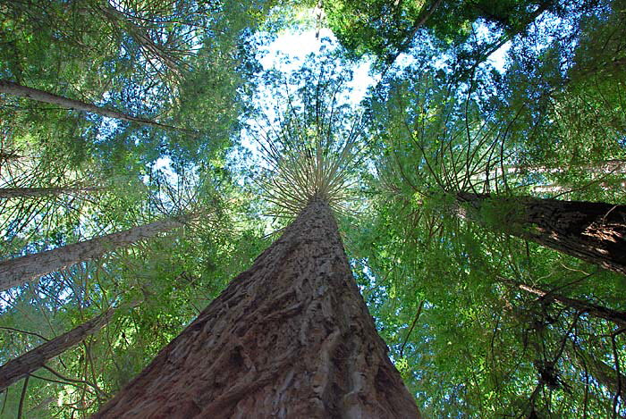 Redwoods