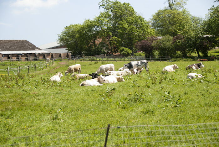 Field of Cows