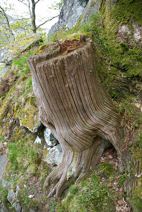 Tree Trunk
