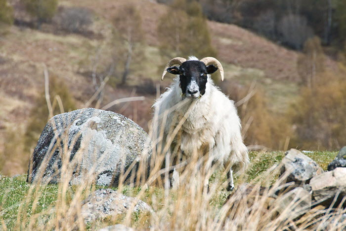 Inquisitive Sheep