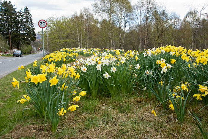 Calvine in Late Spring!
