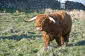 Highland Cattle