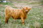 Highland Cattle