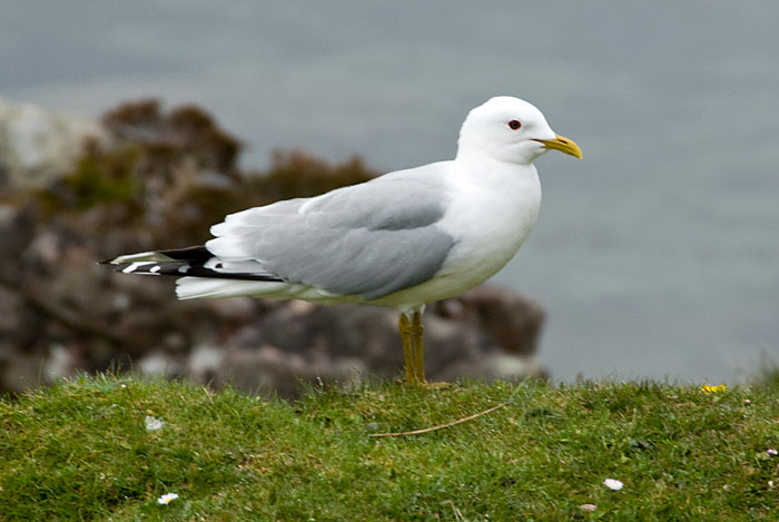 Seagull