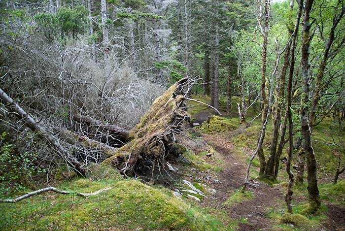 Culag Woods, Lochinver