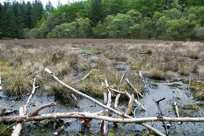 Culag Woods, Lochinver