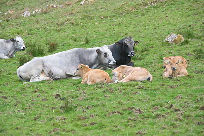 Cattle
