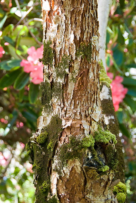 Inverewe Garden