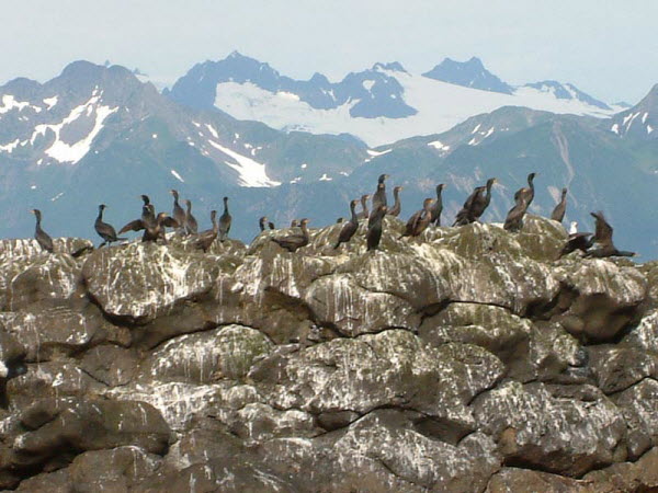 Seward - Resurrection Bay