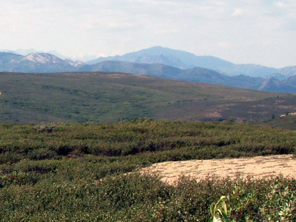 Denali National Park