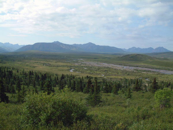 Denali National Park - Dry River Bed