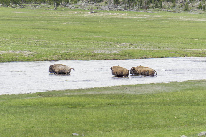 Yellowstone NP