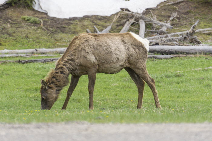 Yellowstone NP