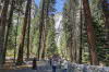 Yosemite NP