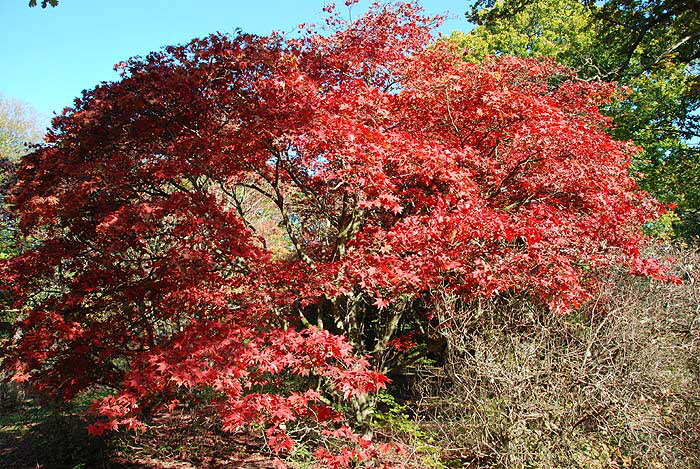 P4/14 - Exbury Gardens